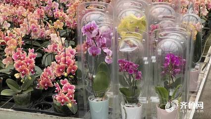 “花骨朵”成長為“大產業(yè)” 青州年花卉交易額過百億