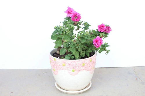 云上田園夏季花卉展 當爛漫鮮花邂逅青翠蔬菜的生態交響