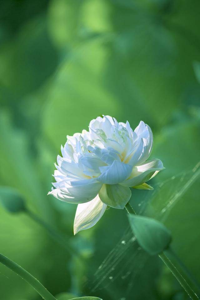 荷韻蔬香，雨中尋幽 花卉攝影與蔬菜美學(xué)的清涼對(duì)話