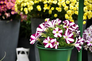 千種世園花卉順義預(yù)展紀(jì)實(shí)（三） 蔬菜篇——田園詩畫中的綠意樂章