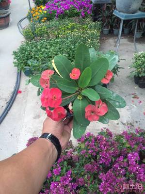 泉州室內(nèi)綠化新寵——虎刺梅 質(zhì)優(yōu)價(jià)廉的健康生活之選