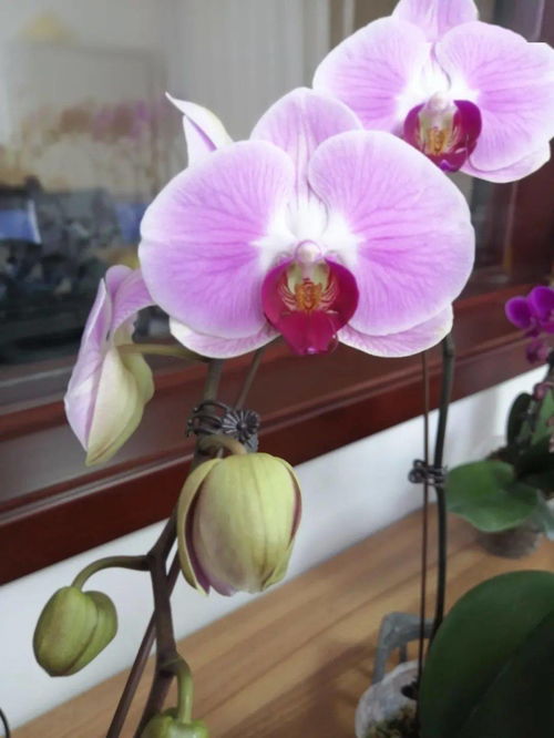 和潤農(nóng)業(yè) 精品花卉與蔬菜火熱上市，點(diǎn)亮您的生活與餐桌