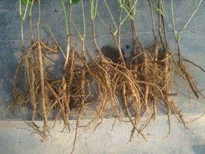 菏澤市望發(fā)牡丹芍藥種植專業(yè)合作社 用高清視覺呈現(xiàn)花卉之美