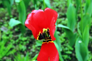 花卉園 都市中的繽紛世界與心靈棲息地