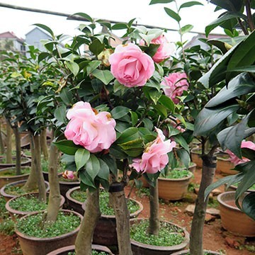 茶花盆栽與油茶嫁接 專業服務，全國承接