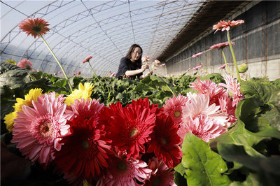 河北唐山豐南區 冬日花卉種植 美麗經濟助增收