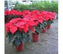 萬年紅花卉企業黃頁 跨界發展，探索蔬菜產業新機遇