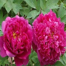 盆栽精品花卉 從選購、批發到源頭廠家全解析